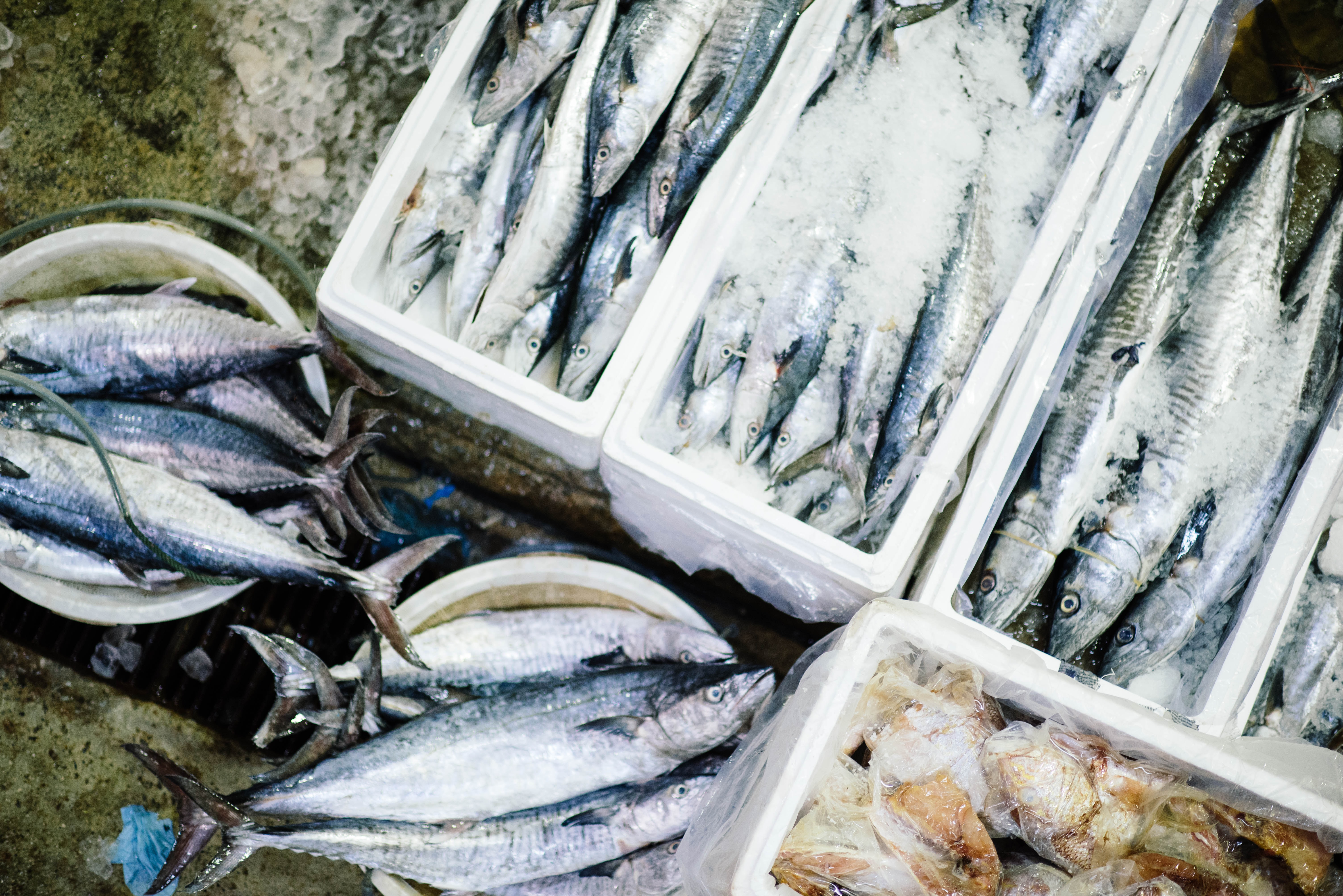 Med fisken som medie