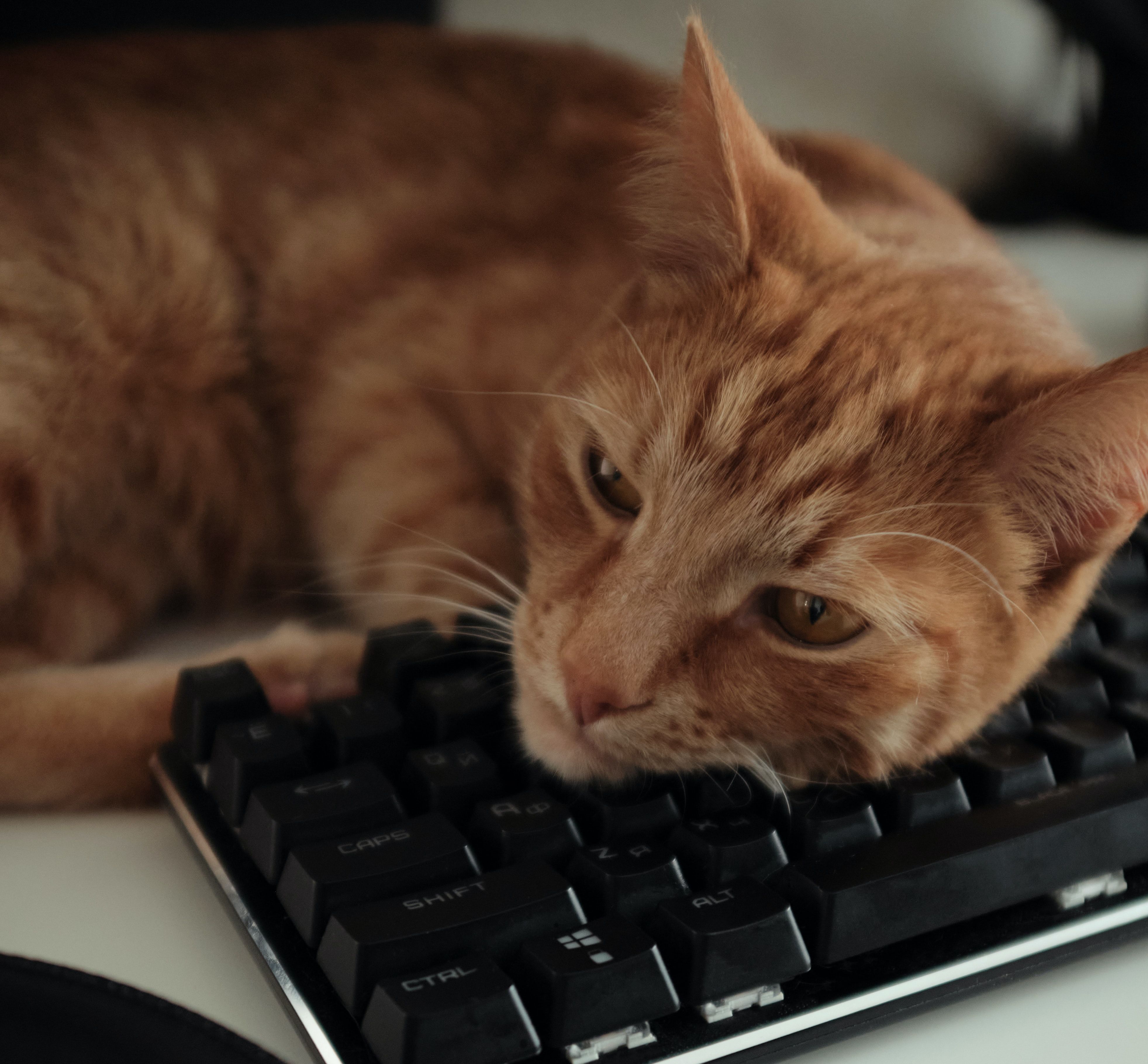 Litteraturpris givet til bog skrevet af kat, der er gået rundt på tastatur